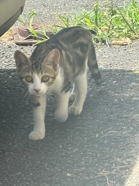 行方市の子猫さんズに出会えました～